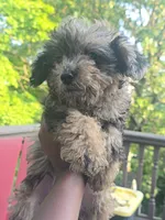 Left Eye, a male Yorkipoo for sale in Dover, NJ – 2 of 3