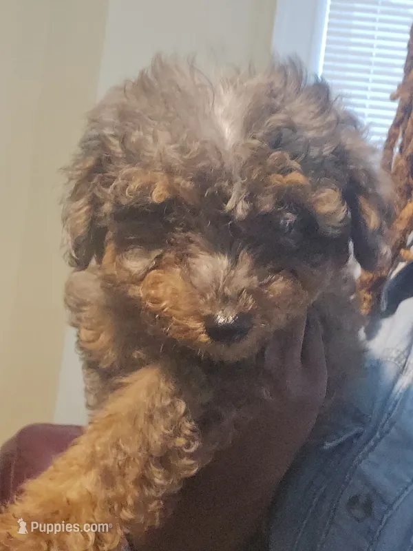 Teddy – Yorkipoo puppy for sale in Dover, NJ
