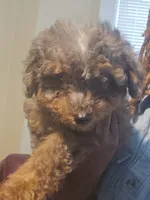 Teddy, a male Yorkipoo for sale in Dover, NJ – 1 of 3