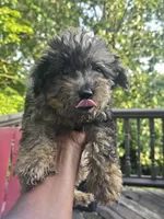 Left Eye, a male Yorkipoo for sale in Dover, NJ – 1 of 3