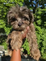 Pepper, a female Yorkipoo for sale in Dover, NJ – 2 of 3