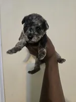 Pepper, a female Yorkipoo for sale in Dover, NJ – 3 of 3