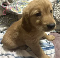 Golden retriever , a female Golden Retriever for sale in Las Vegas, NV – 2 of 2