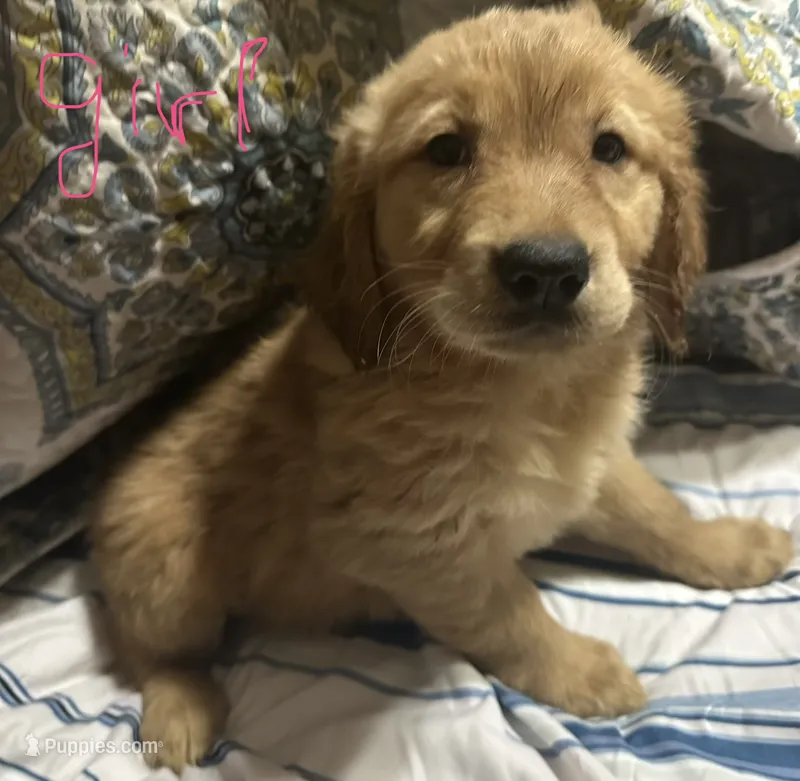 Golden retriever  – Golden Retriever puppy for sale in Las Vegas, NV