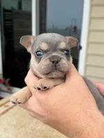 Bear, a male French Bulldog for sale in Berlin, MD – 6 of 7