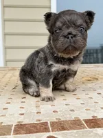 Stitch , a male French Bulldog for sale in Berlin, MD – 2 of 5