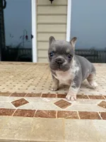 Bruno, a male French Bulldog for sale in Berlin, MD – 9 of 9