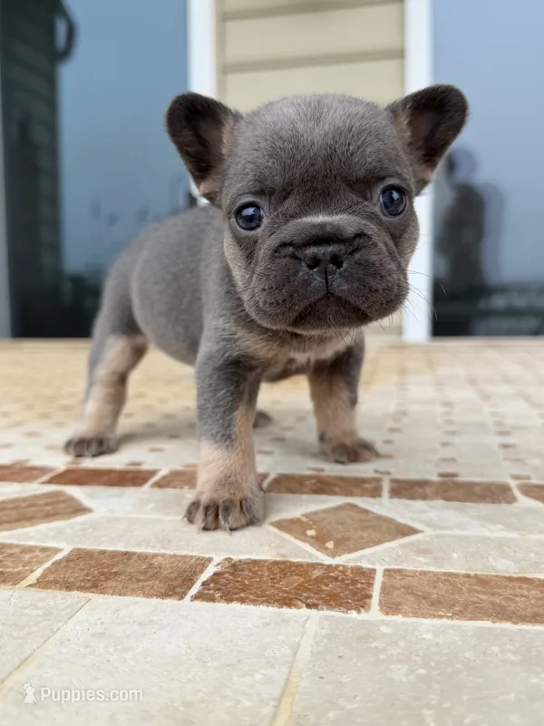 Penny  – French Bulldog puppy for sale in Berlin, MD