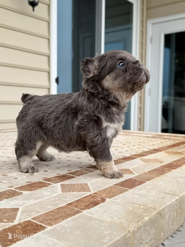 Stitch  – French Bulldog puppy for sale in Berlin, MD