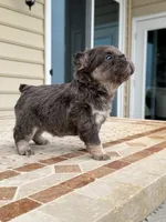 Stitch , a male French Bulldog for sale in Berlin, MD – 1 of 5