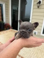 Penny , a female French Bulldog for sale in Berlin, MD – 2 of 5