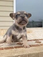 Bear, a male French Bulldog for sale in Berlin, MD – 7 of 7