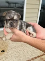 Missy, a female French Bulldog for sale in Berlin, MD – 5 of 5