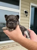 Stitch , a male French Bulldog for sale in Berlin, MD – 3 of 5