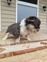 Chloe, a female French Bulldog for sale in Berlin, MD – 6 of 9