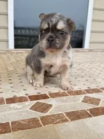 Missy, a female French Bulldog for sale in Berlin, MD – 2 of 5