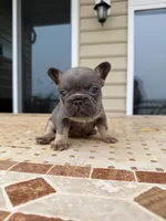 Penny , a female French Bulldog for sale in Berlin, MD – 3 of 5