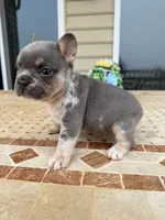 Bruno, a male French Bulldog for sale in Berlin, MD – 8 of 9