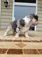 Peggy Sue , a female French Bulldog for sale in Berlin, MD – 5 of 6