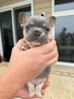 Bruno, a male French Bulldog for sale in Berlin, MD – 1 of 9