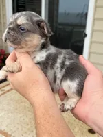 Missy, a female French Bulldog for sale in Berlin, MD – 3 of 5