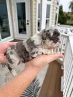 Peggy Sue , a female French Bulldog for sale in Berlin, MD – 4 of 6