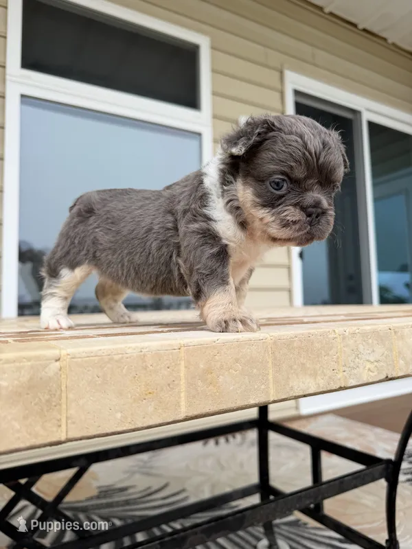 Chloe – French Bulldog puppy for sale in Berlin, MD