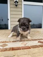 Chloe, a female French Bulldog for sale in Berlin, MD – 4 of 9