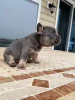 Penny , a female French Bulldog for sale in Berlin, MD – 4 of 5
