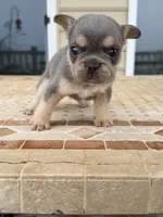 Bear, a male French Bulldog for sale in Berlin, MD – 2 of 7