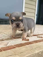 Bear, a male French Bulldog for sale in Berlin, MD – 4 of 7