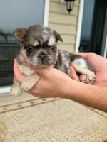 Missy, a female French Bulldog for sale in Berlin, MD – 4 of 5