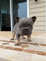 Penny , a female French Bulldog for sale in Berlin, MD – 5 of 5