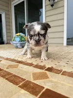 Peggy Sue , a female French Bulldog for sale in Berlin, MD – 1 of 6