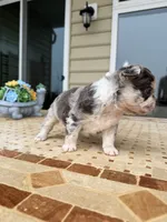 Peggy Sue , a female French Bulldog for sale in Berlin, MD – 2 of 6