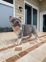 Bruno, a male French Bulldog for sale in Berlin, MD – 6 of 9