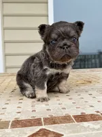 Stitch , a male French Bulldog for sale in Berlin, MD – 4 of 5