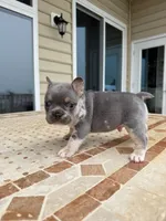 Bruno, a male French Bulldog for sale in Berlin, MD – 4 of 9