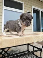 Chloe, a female French Bulldog for sale in Berlin, MD – 9 of 9