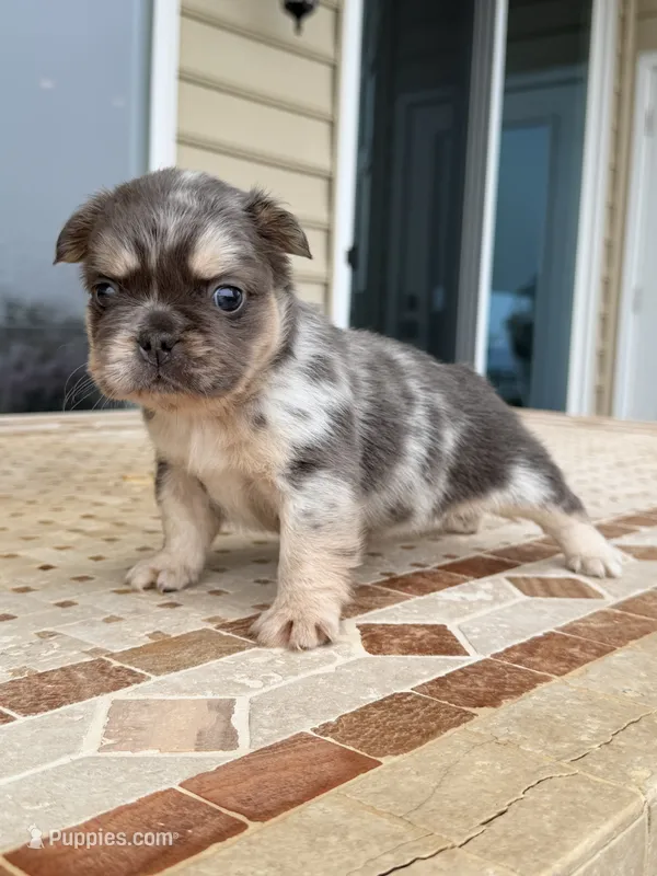 Missy – French Bulldog puppy for sale in Berlin, MD