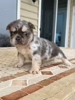 Missy, a female French Bulldog for sale in Berlin, MD – 1 of 5