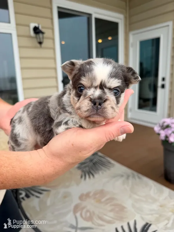 Peggy Sue  – French Bulldog puppy for sale in Berlin, MD