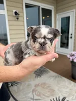 Peggy Sue , a female French Bulldog for sale in Berlin, MD – 3 of 6