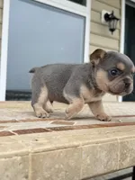 Bear, a male French Bulldog for sale in Berlin, MD – 3 of 7
