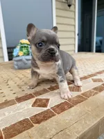 Bruno, a male French Bulldog for sale in Berlin, MD – 2 of 9