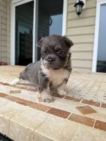 Chloe, a female French Bulldog for sale in Berlin, MD – 2 of 9