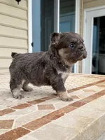 Stitch , a male French Bulldog for sale in Berlin, MD – 5 of 5