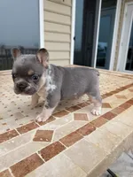 Bruno, a male French Bulldog for sale in Berlin, MD – 3 of 9