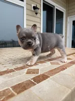 Bruno, a male French Bulldog for sale in Berlin, MD – 7 of 9