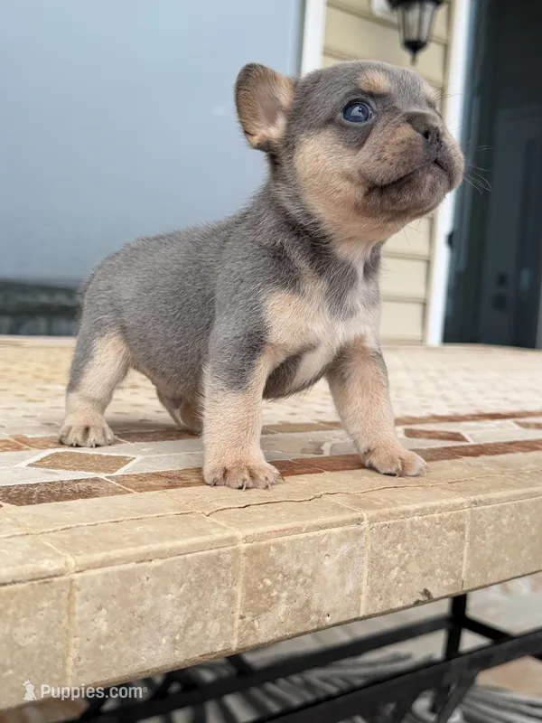 Bear – French Bulldog puppy for sale in Berlin, MD